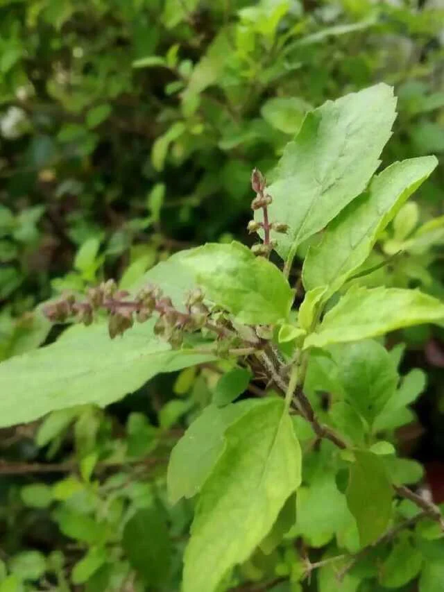 तुलसी की जड़, कामयाबी, उपचार, सकारात्मक ऊर्जा, कर्ज मुक्ति, धन आगमन, ताबीज उपाय, सरल उपाय, आध्यात्मिक उपाय, हिंदू धर्म